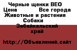 Черные щенки ВЕО › Цена ­ 5 000 - Все города Животные и растения » Собаки   . Забайкальский край